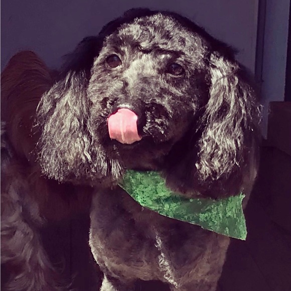 These were My Sweet Boys ! Todo the Yorkie Tbone the poodle ! - Picture 3 of 4